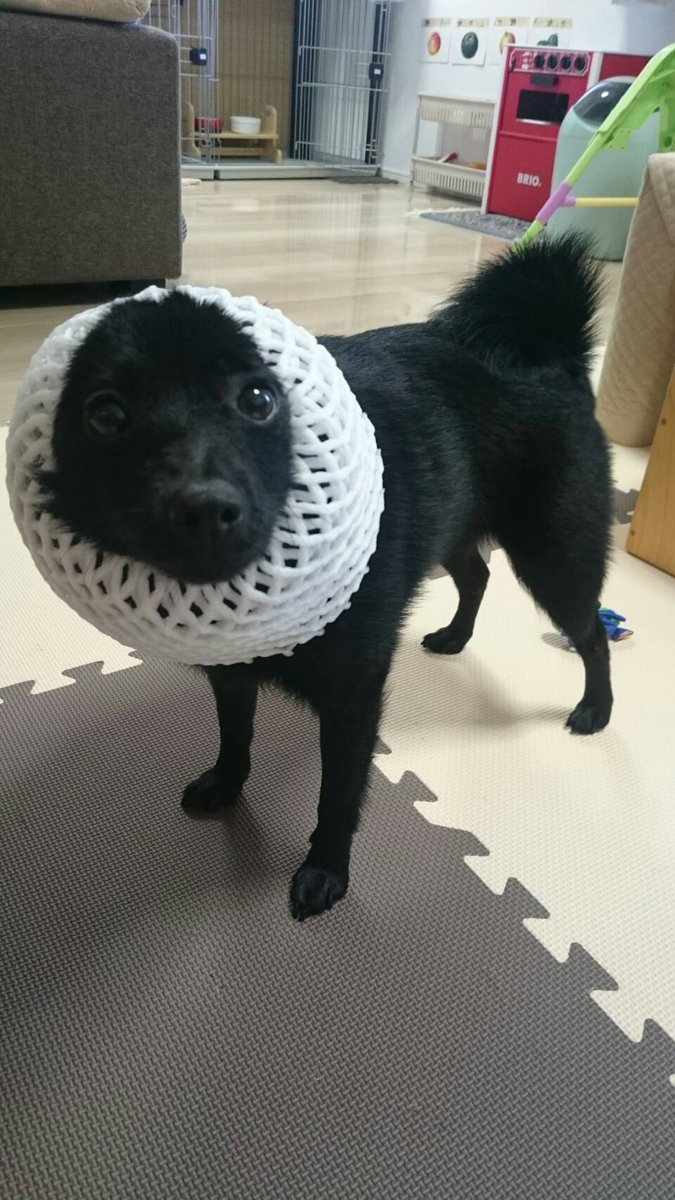 クー ども メロンです スキッパーキ 黒豆 黒犬 犬 メロン犬 かわいい