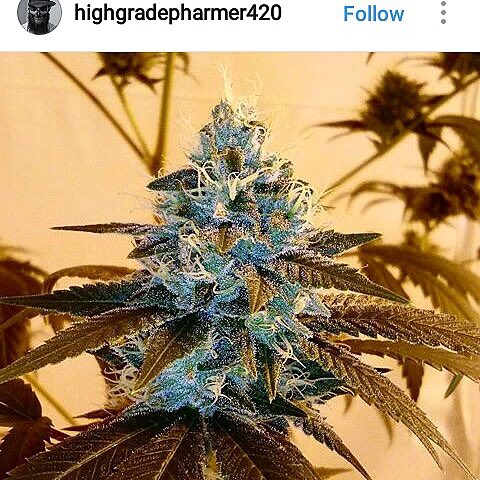 RareDankness's tweet photo. Folks are usually about as happy as they make their minds up to be.
Abraham Lincoln
#raredankness #raredank #winner #wedodank #chemox https://t.co/8V8tWm9FGA