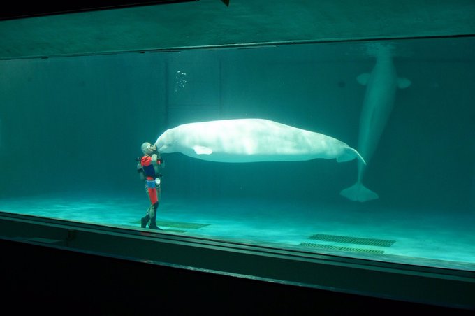 エイのtwitterイラスト検索結果 古い順