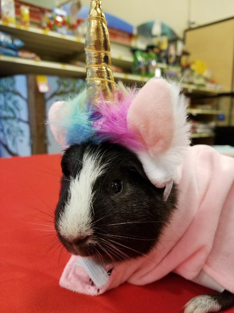 Mueller Petsmart tweet media