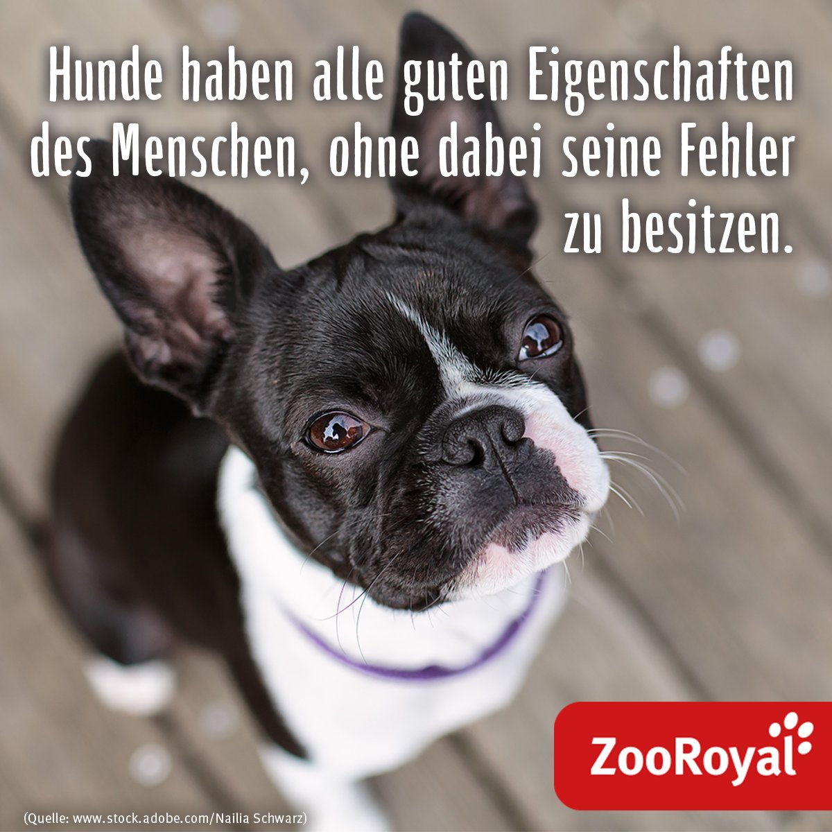 zooroyal's tweet photo. Hunde sind einfach die besseren Menschen, oder? ❤ #Tierliebe https://t.co/MTHWlfqIKa