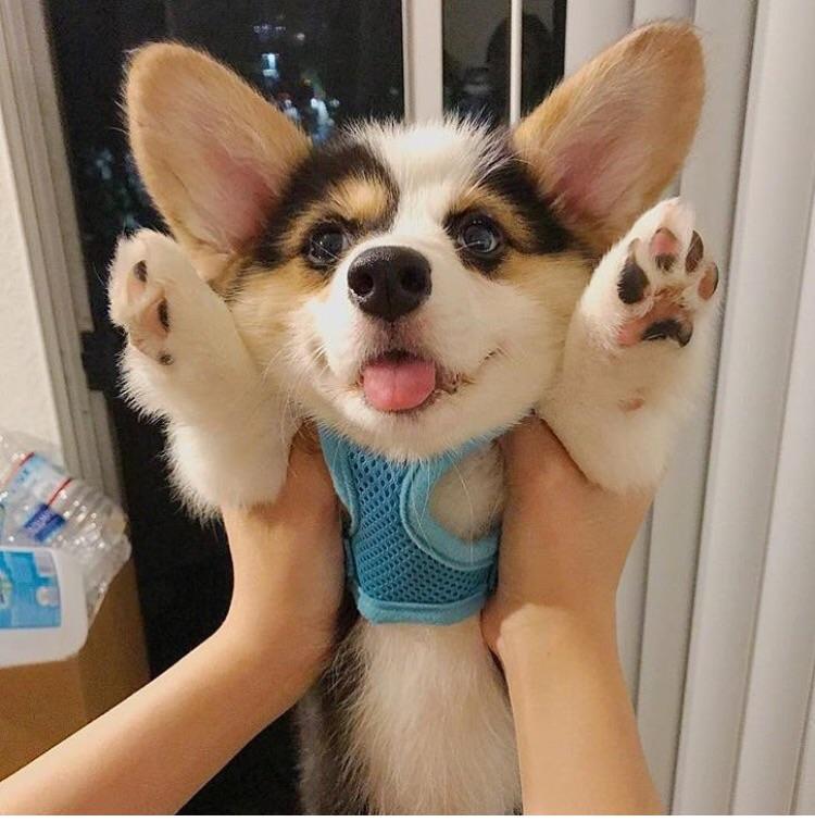 ImFluffums's tweet image. Pick me up! 🐶 #dog #puppy #pup #cute #pets #animal #animals #PhotoOfTheDay #dogoftheday #hound #adorable #dogsoftwitter #happy #aww