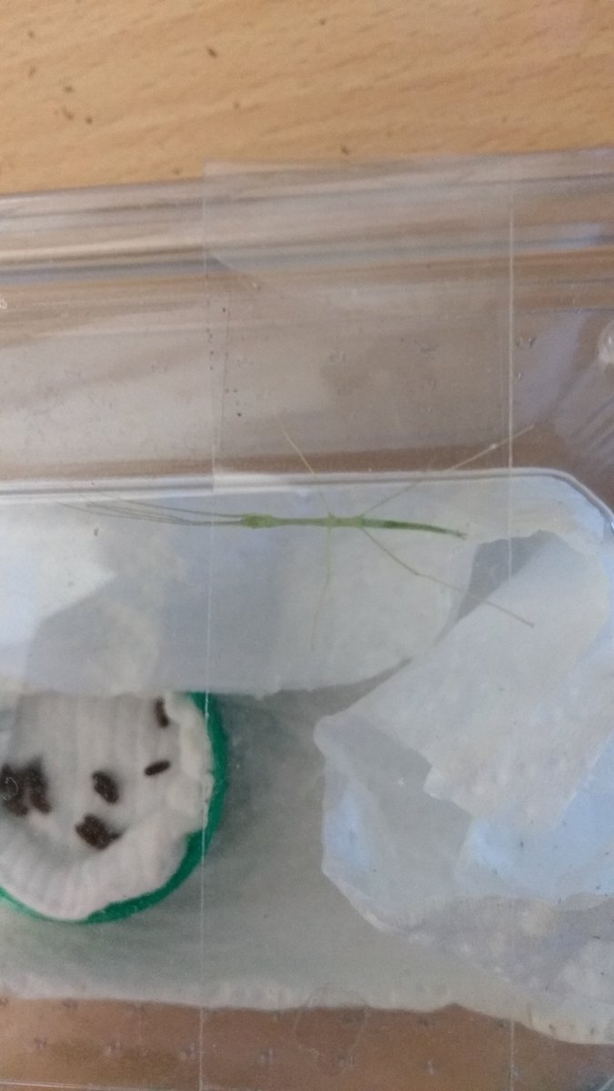 StudioInvention's tweet photo. Newly hatched pink wing stick insects https://t.co/fMXSfm7LtM