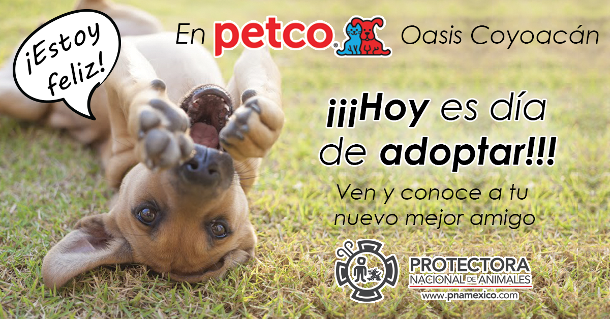 PNA México Adopta tweet media