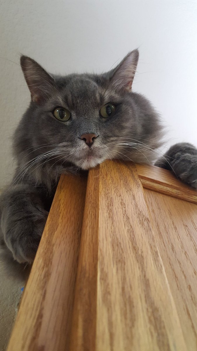 I do what I want! #Caturday