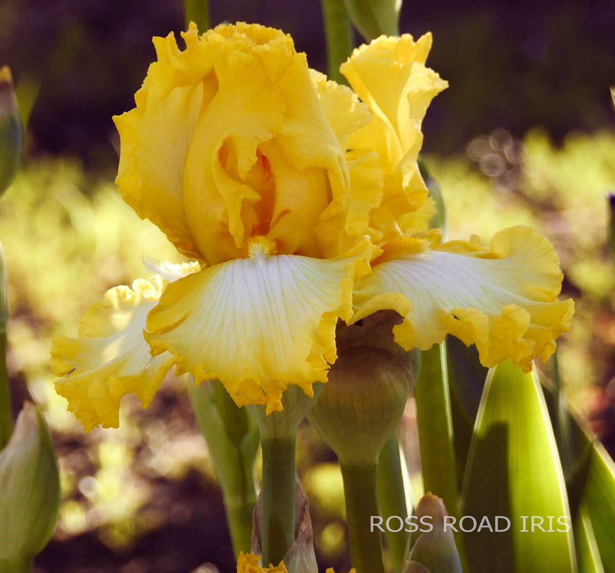 RossRoadIris's tweet photo. IT'S MAGIC - Tall Bearded Iris - one of the great yellow/white combos! #irises #gardens https://t.co/o7b6rr5atS https://t.co/Zru01WdGlf