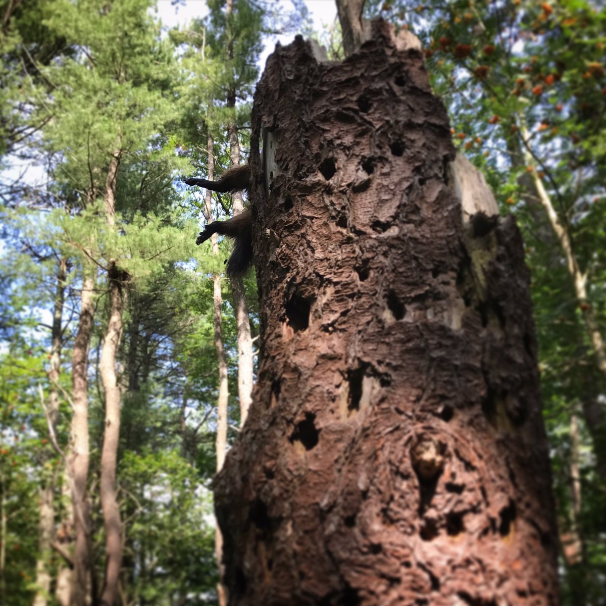 By far, the craziest dead shit Sandy has ever found! Possibly a juvenile raccoon, dead at the top of a tree. #deadshitmydogfound #mystery