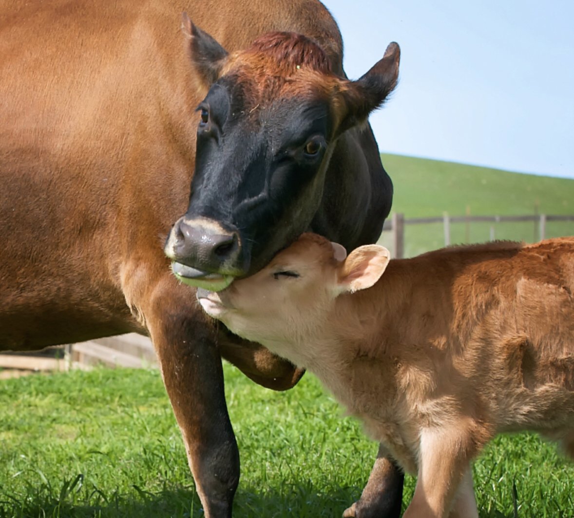 kathyfreston's tweet photo. A little reminder that all life is precious #LoveAllEarthlings #comassion #love #animalfree #plantbased #Vegan ๐ท : Farm Sanctuary https://t.co/b1urEw9bv5