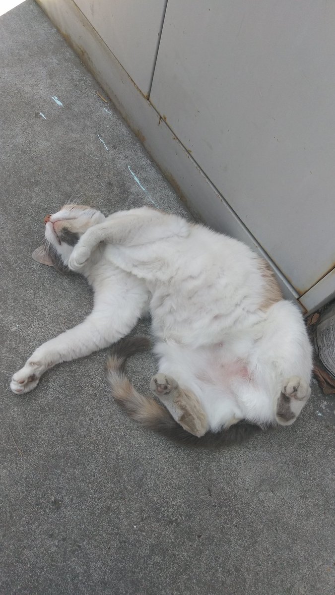 PrudenceBlak's tweet photo. Somebody Woke-Up From A Nap When I Was Trying To Sneak Up And Get A Picture Of Her Asleep!:} #MULTICATS!:)<3<3<3 https://t.co/3OOLfuZrKA