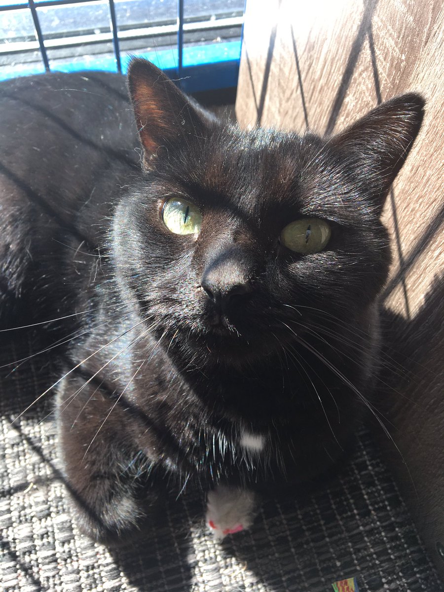 spookyOjones's tweet photo. Molly and Gary are sweet siblings who need a home together. ❤️@ChowHoundPet in Grand Haven, MI! #adoptmeplease @NewLeashUSA @HarborHumane https://t.co/ih2KS5Tje5