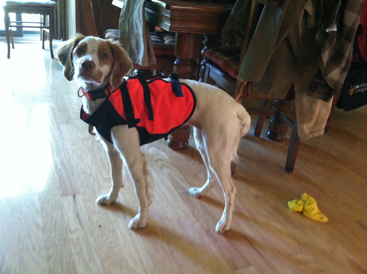 Jo_1Queen's tweet photo. Georgie in her new PF hunting vest.  Small is perfect with room to grow. https://t.co/wTim44jzhp