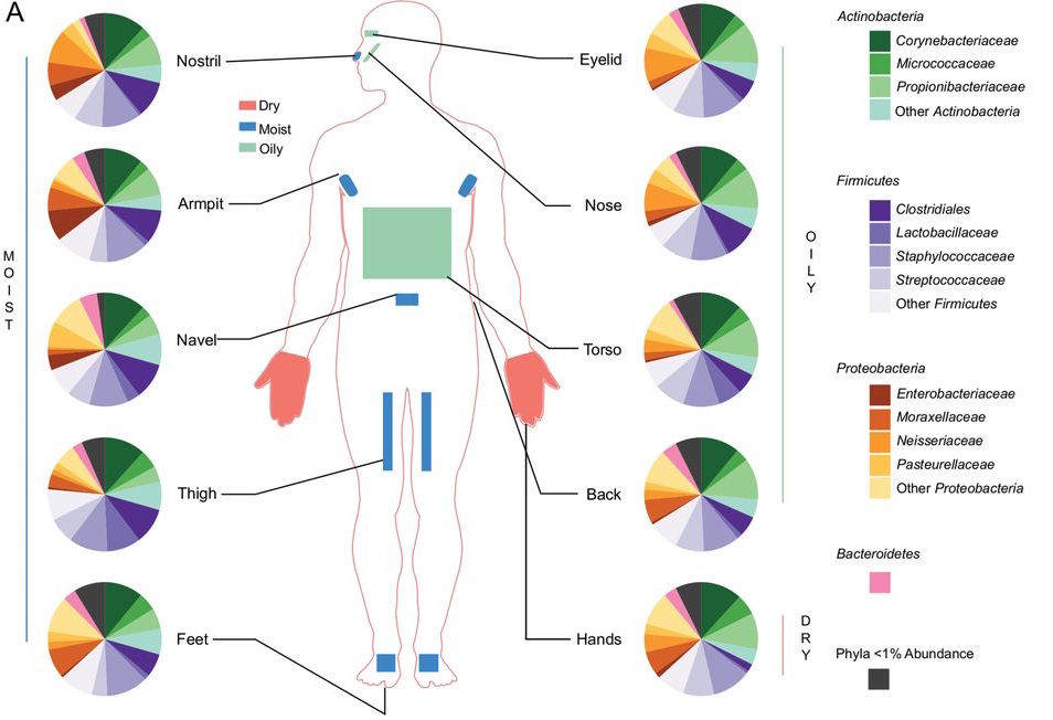 LBNLBioSci's tweet photo. #coolscience from @WaterlooBio: cohabitating couples share common skin microbial communities HT @nytimes #mSystemsJ https://t.co/b2hNRbDmOW https://t.co/iY0XGacLc6