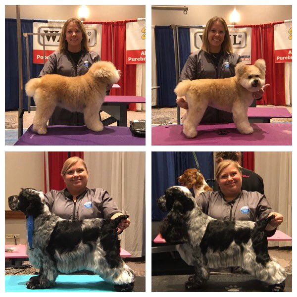 Before and after photos from today's competition. Great work, Ashley &amp; Kristie! #teampetsmart #AllAmericanGroomingShow
