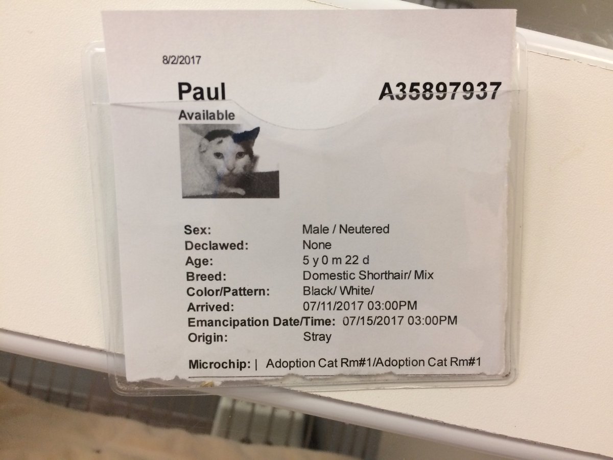 meggie_moo7's tweet photo. @NewLeashUSA #adoptmeplease he's the sweetest cat in the world, he cuddled me the whole time! @LincolnCountyHS Go and visit him! https://t.co/fvK5HGAO5v