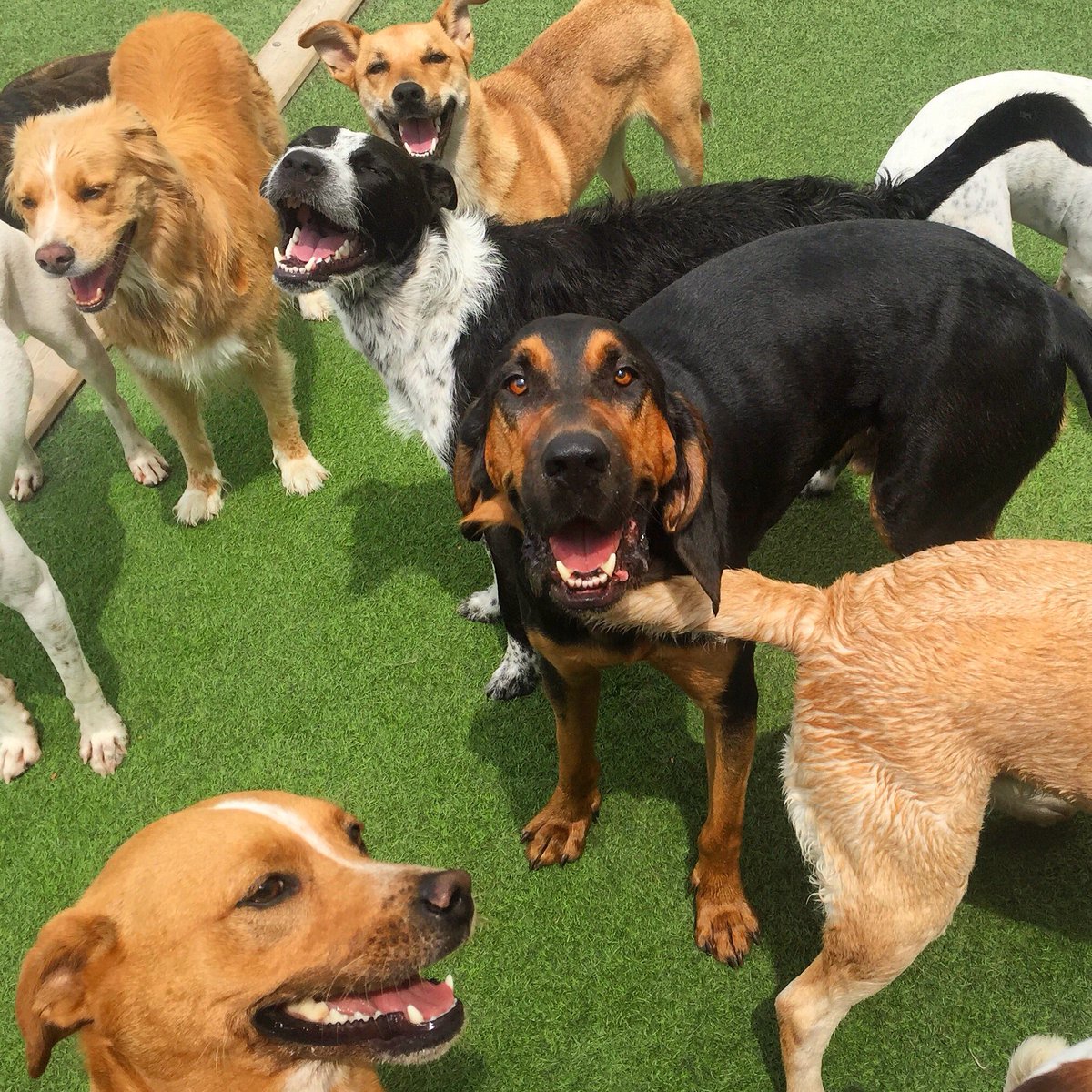 WellsAdams's tweet photo. Amidst all the scary things swirling around us, here's a picture of my dog having a freakin' blast with his buds at the doggy hotel. https://t.co/6fLubsSVOz