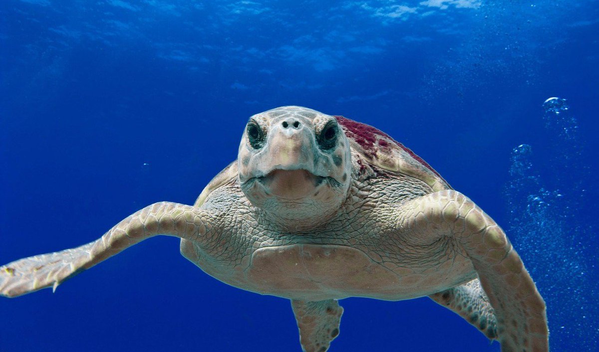 SunPalaceFL's tweet image. The rate of #SeaTurtleNesting is way up this year at our place! bit.ly/2u14f6w #LoveFL