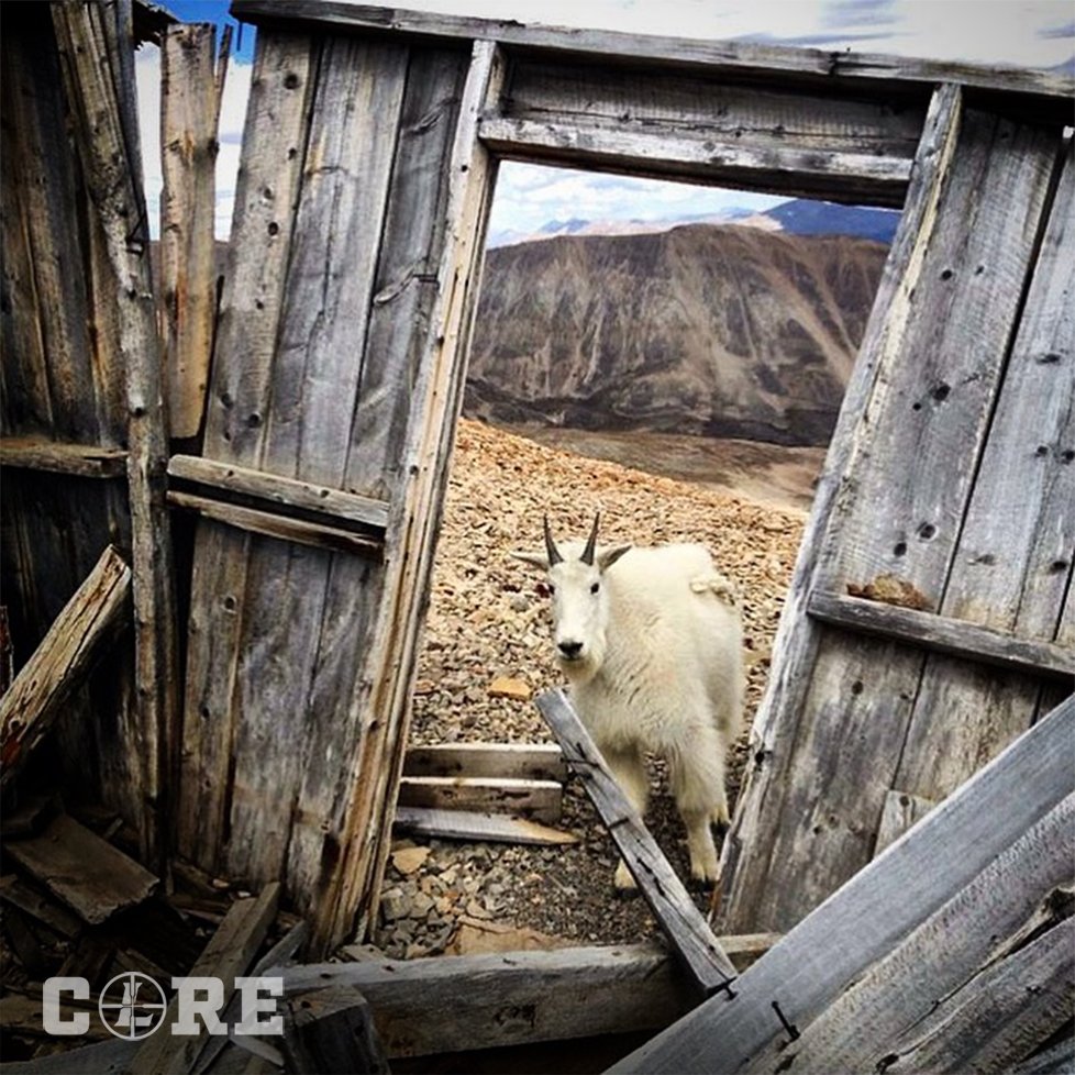 LeupoldOptics's tweet photo. S U R P R I S E. // #LeupoldCore Photo // #Outlast #Outperform #Hunting https://t.co/GhdxjplMKg