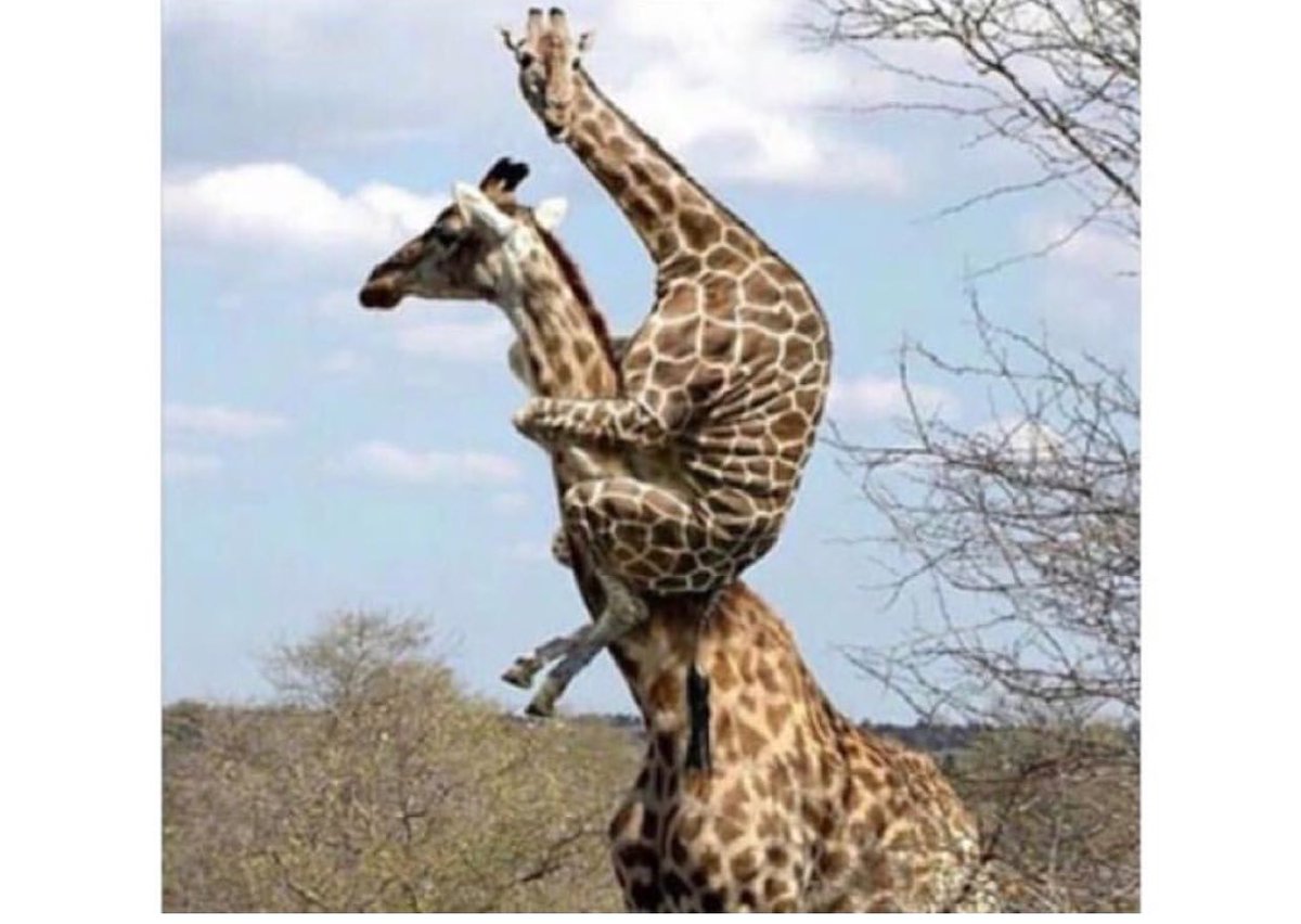 Sahiplenen kız tutuşu 😅