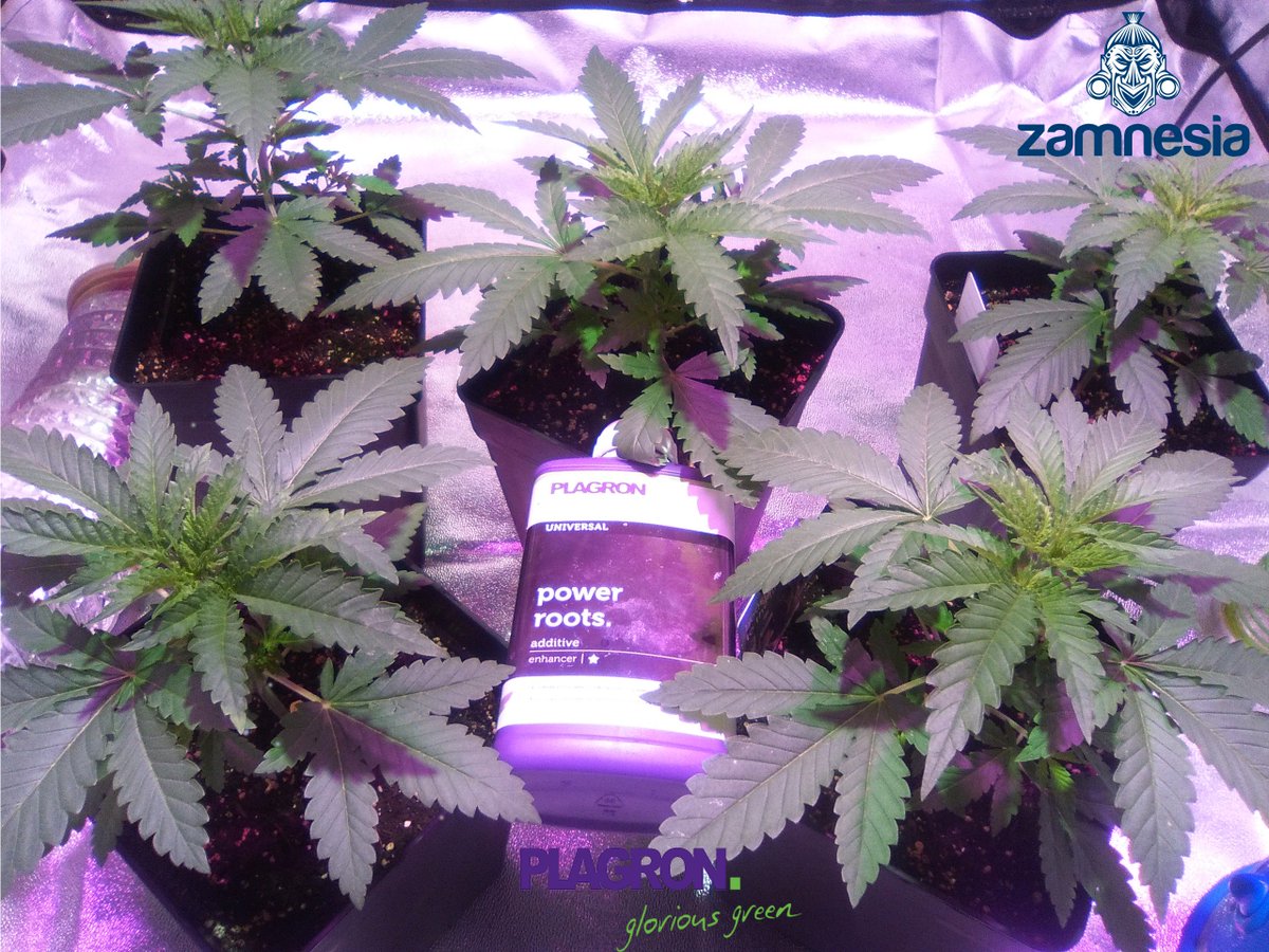 SpanishBreeder's tweet photo. #Critical & #ClassicSkunk by Zamnesia Webshop🌱🌿🌲
linea bio de @Plagron 🎖️🎖️🎖️
Todogrowled & SGROW-Led Grow Light 💡💡💡
13
Days.🙉🙉 https://t.co/EzHkTtnp9J