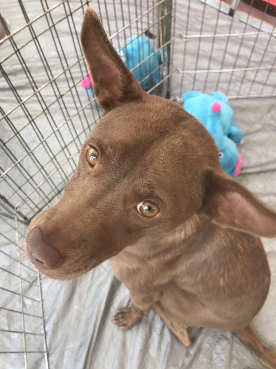 LindsayStrauch's tweet photo. Come to #BrownsCamp today to adopt this pup! #82andcounting https://t.co/HZK3fty1WO