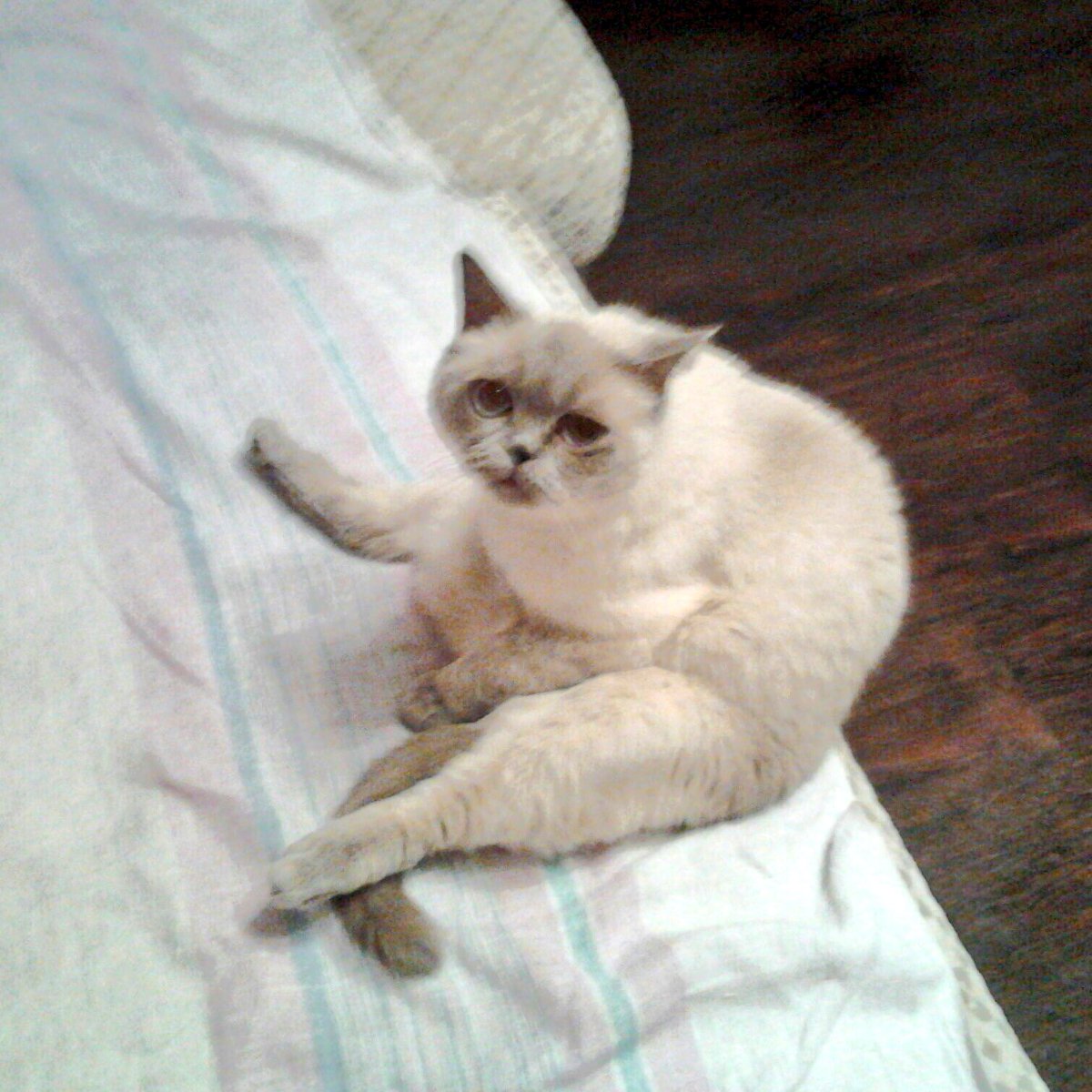 ObsessedEst's tweet image. Лю этого кота