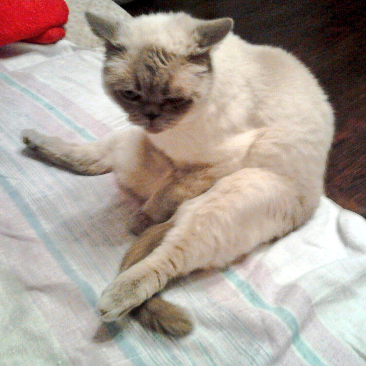 ObsessedEst's tweet image. Лю этого кота