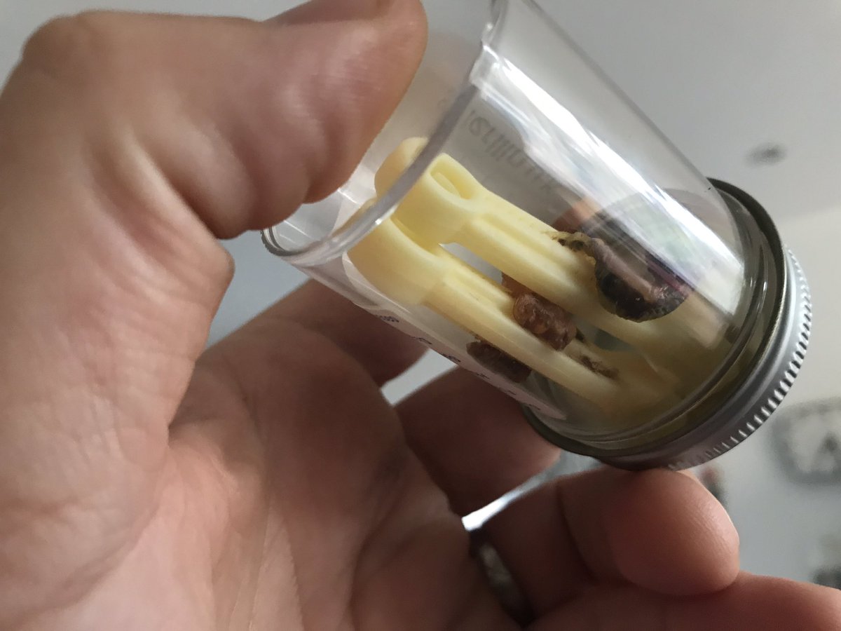 something_noob's tweet photo. #grossalert just found the girls umbilical cords https://t.co/FlCxTTGnuQ