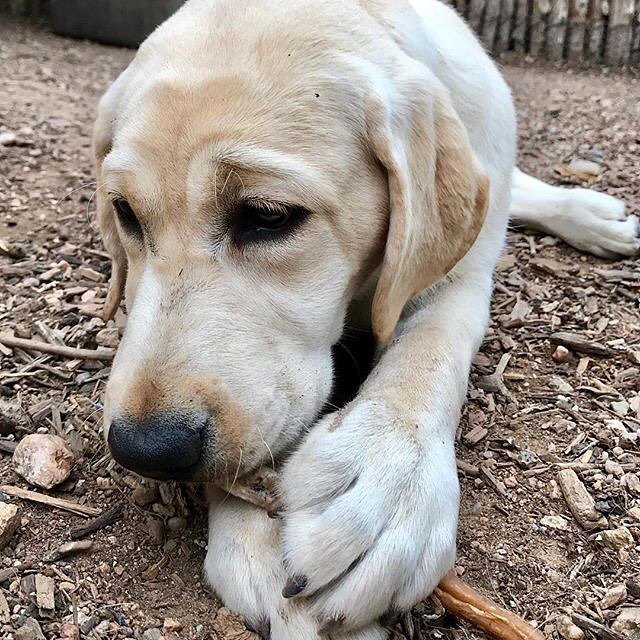 OjoSantaFe's tweet photo. "Little Audrey enjoying a bully stick morning snack at our puppy enrichment program @sunrisespringsnm"
#adwsantafe… https://t.co/d7F5ljAaAU https://t.co/2HmcsbDZ6A