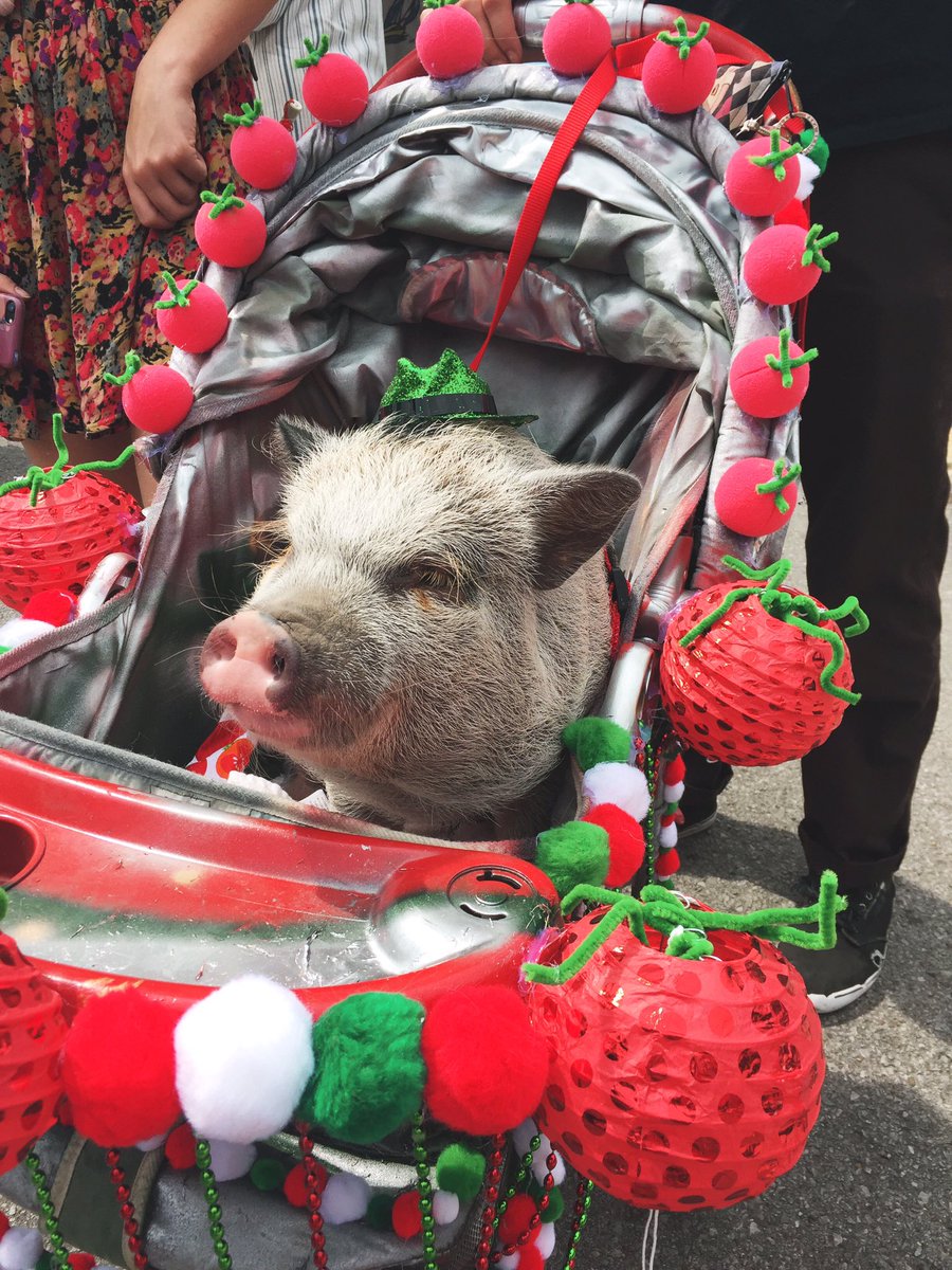 We love all animals 😍