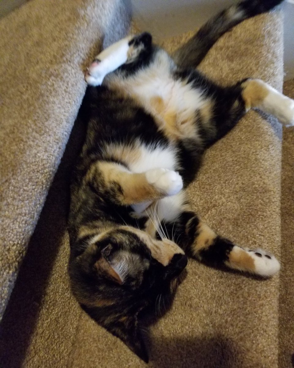 Lazy cats on #Saturday mean that it must be #Caturday! #cats #CatsOfTwitter #cute #AdoptDontShop #cat