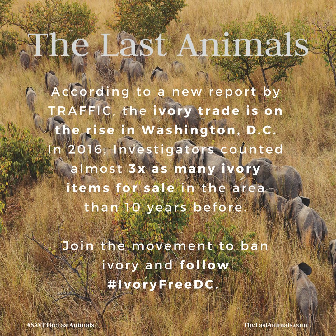 TheLastAnimals's tweet photo. Our nation's capital is becoming the center of the ivory trade in U.S. #IvoryFreeDC needs our support! #WorldElephantDay #SAVETheLastAnimals https://t.co/8BBJP8cHau
