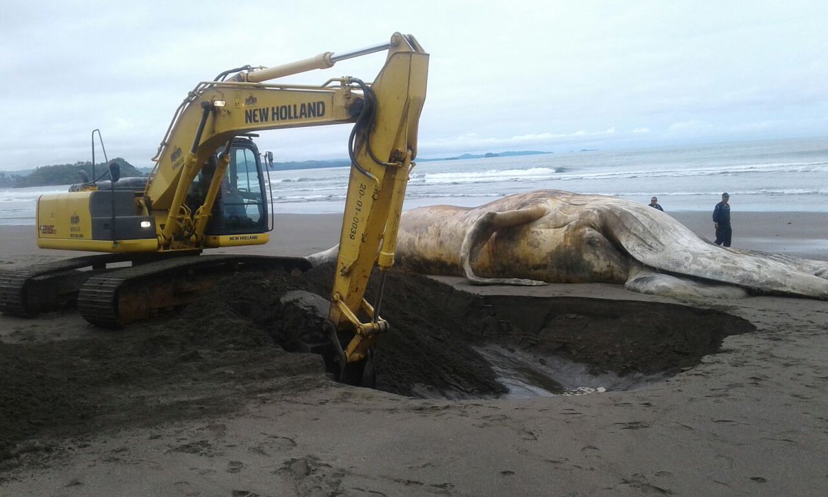 Entierran ballena jorobada que permaneció por varios días varada en playa Morrillo de Mariato en Veraguas.