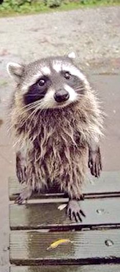 valek8_'s tweet photo. Pon un #mapachito en tu vida.
#mapachiona https://t.co/8RBfSaJM0G