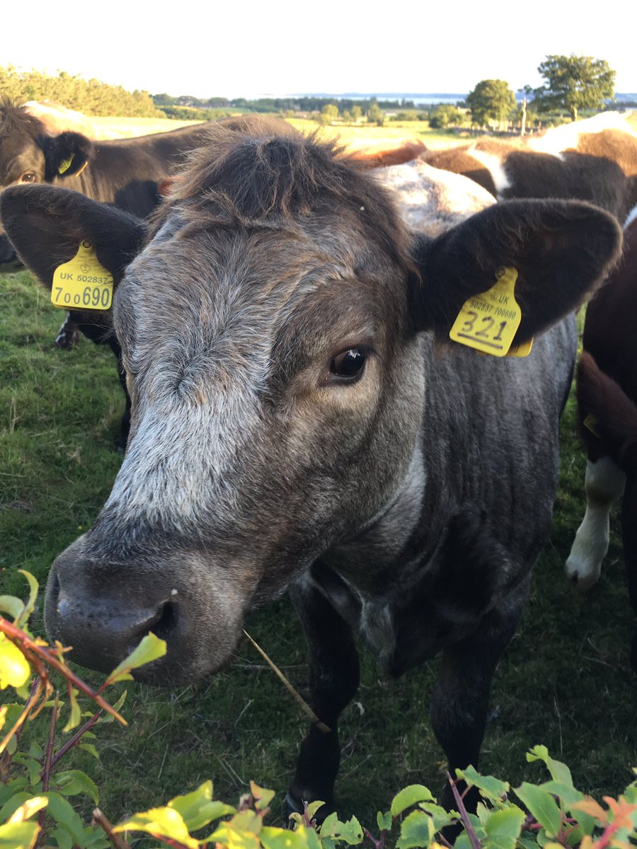 Bigteag69's tweet photo. It's evening at mothers and the cows are wanting some grub ๐๐ฎ๐ฎ#friendlycows @emilylacey9 @anniedeej https://t.co/wlIzsKSEkk