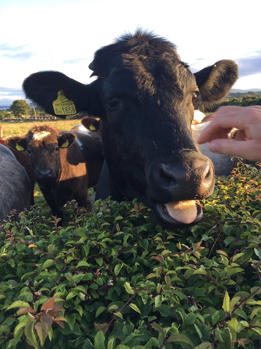 Bigteag69's tweet photo. It's evening at mothers and the cows are wanting some grub ๐๐ฎ๐ฎ#friendlycows @emilylacey9 @anniedeej https://t.co/wlIzsKSEkk
