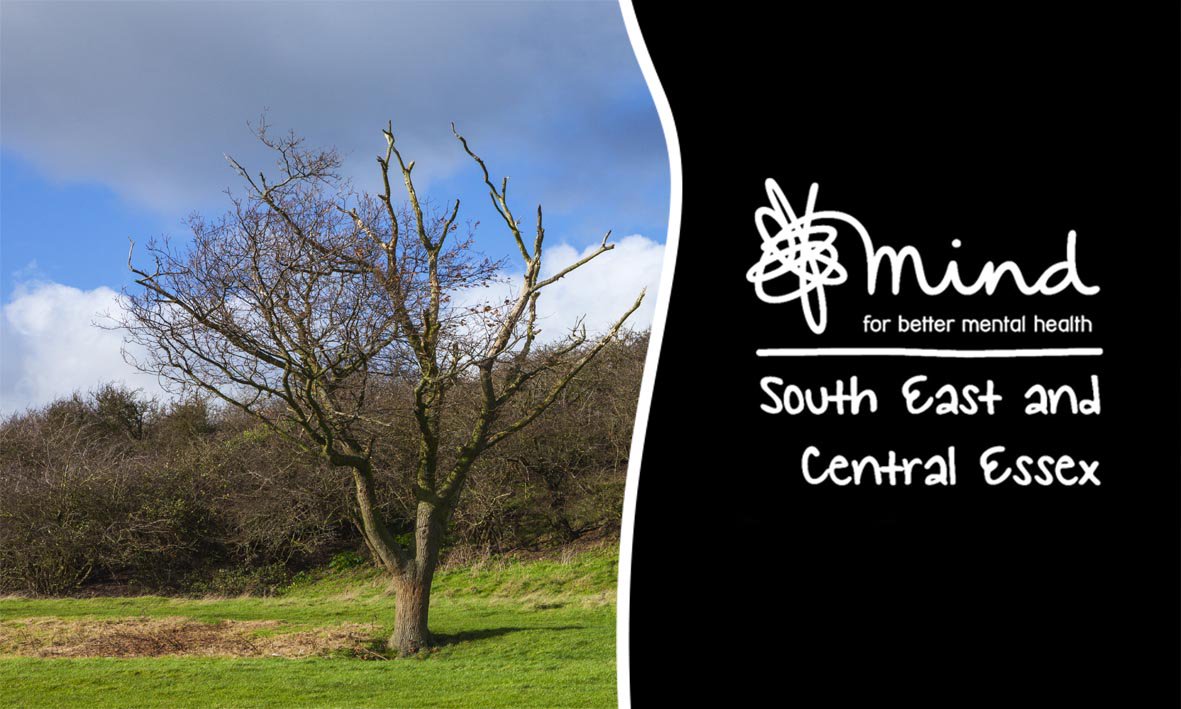 SECE Mind tweet media