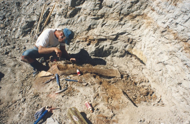 Dinosaur_13's tweet photo. Uncover the story of Sue the T-Rex discovered 27 years ago in Dinosaur 13: https://t.co/AYczla8WkZ #OnThisDay https://t.co/OQiCG3FHit