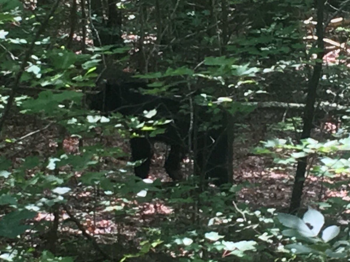 KellyKiser11's tweet photo. We met up with a good sized black bear today. He was a little camera shy though. #hecanjustkeepgoing #Chilhowee https://t.co/c2f4SqlMDc