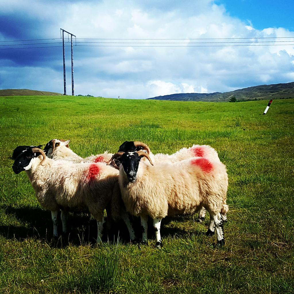 hap_healing_art's tweet photo. Posers #sheep #donegal #wildatlanticway #donegalsheep #whatchalookinat #standingpretty #tourguide #animals #nature #posing #ireland https://t.co/hulWBg5IoO