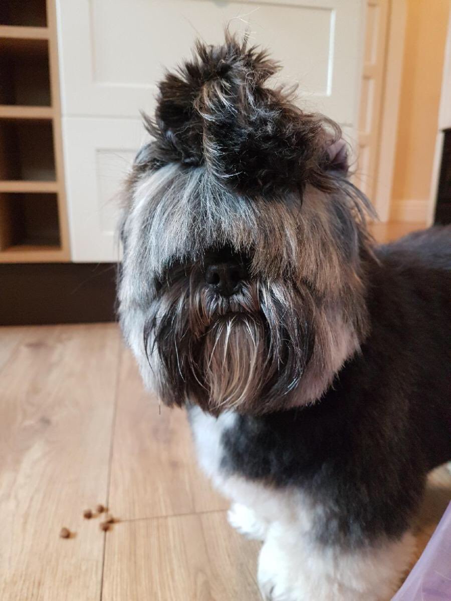 Message_Evie's tweet photo. ❤️ my dog Florence https://t.co/ZnAdoiRgSO