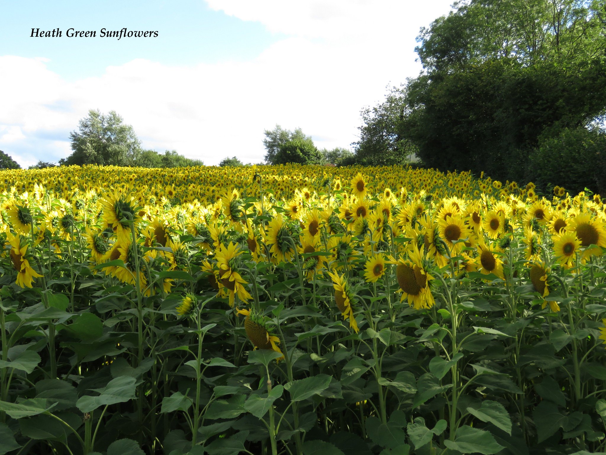 Wildlife Sightings on Twitter "RT LeeEvansBirding Look at this for a sunflower field
