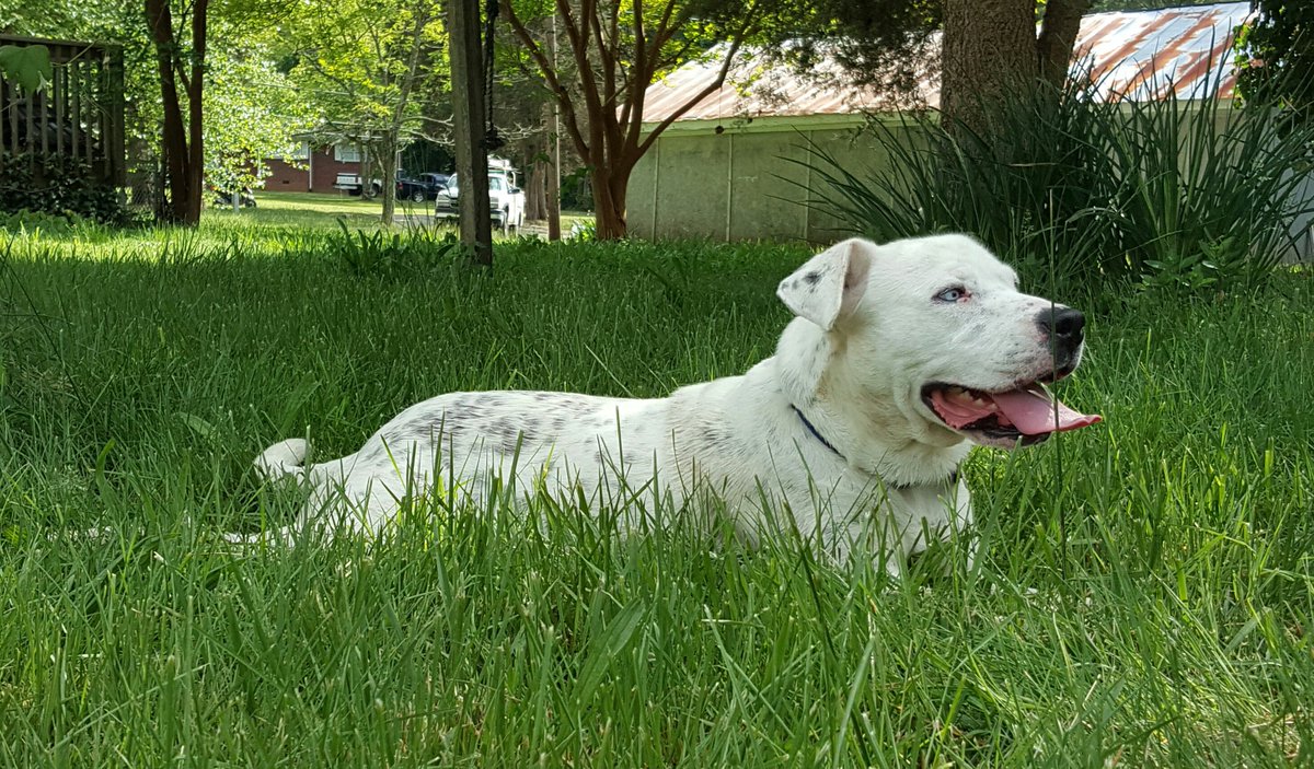 djdisturbed's tweet photo. @dog_rates https://t.co/3i7u4E7ouQ