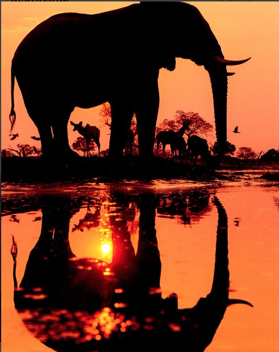 Elephant Solid Icon Standing Safari Animal Simple Silhouette Animals Vector  Design Concept Glyph Style Pictogram On White Background Use For Web And  App Eps 10 Stock Illustration - Download Image Now - iStock, image size:950x1200