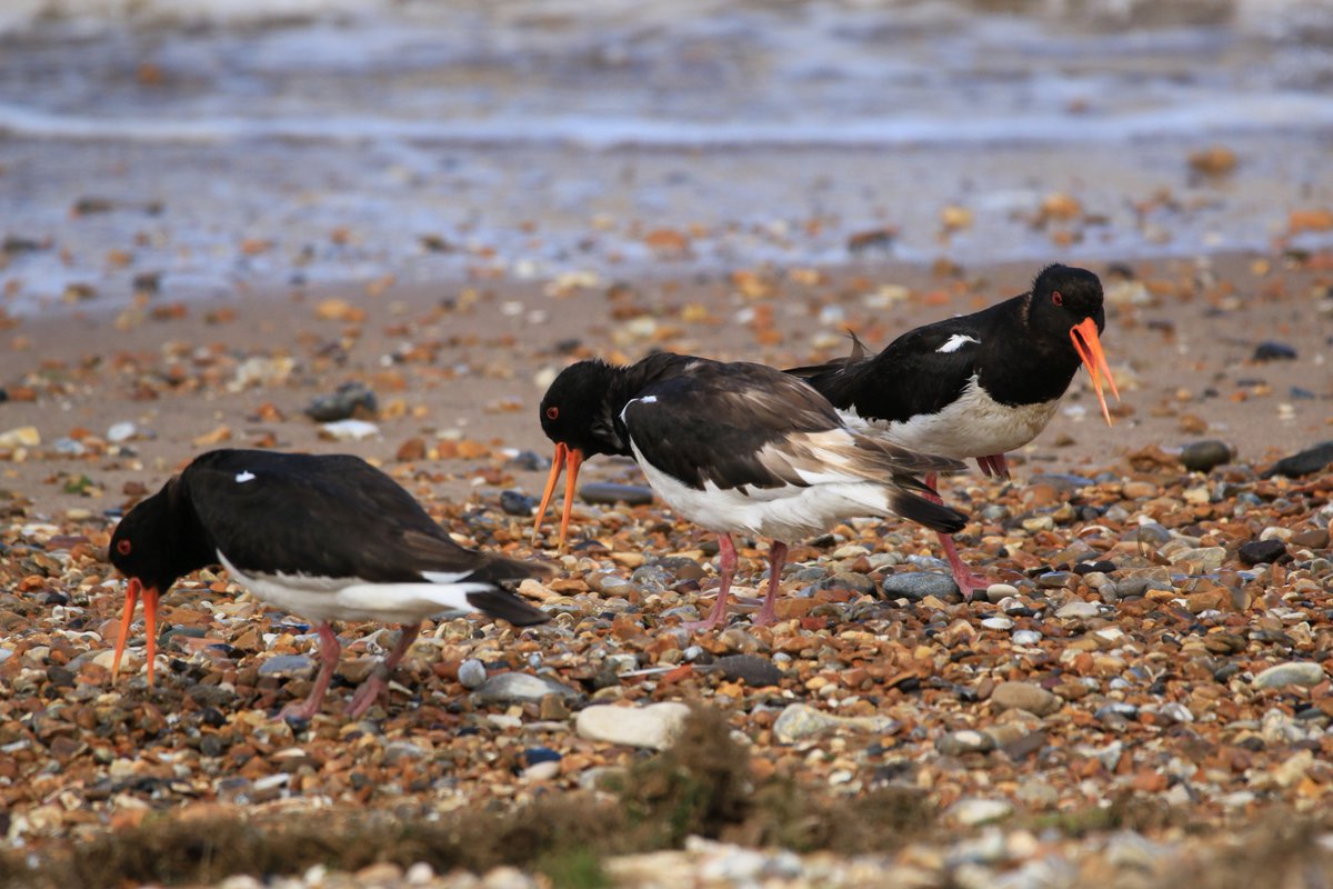 NorfolkBea's tweet photo. 'We #LoveSnetts ' say local #oystercatcher 'Help the humans buy a new #SnettsHide ' @RSPBintheEast https://t.co/1Vhi9CB7wp