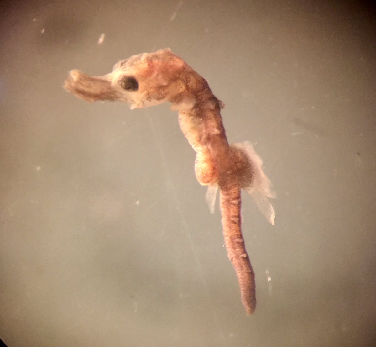 AndrewHarmer2's tweet photo. Ran into a larval #seahorse in a sample today. #Hippocampusingens #Pacificseahorse. https://t.co/3YfJjX4O0k
