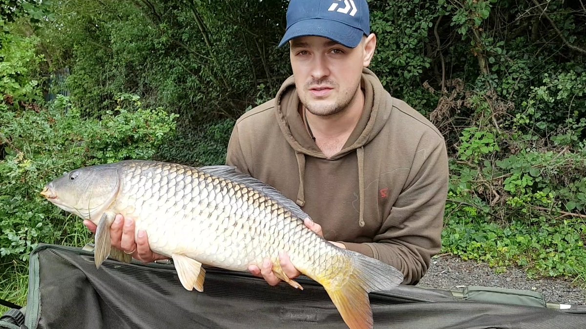 EUAngler's tweet photo. Lovely comon less then half hour on the bank @NorthernBaits #angling #milkyamino #comon #holidays #onbank https://t.co/EwqAE8aOss