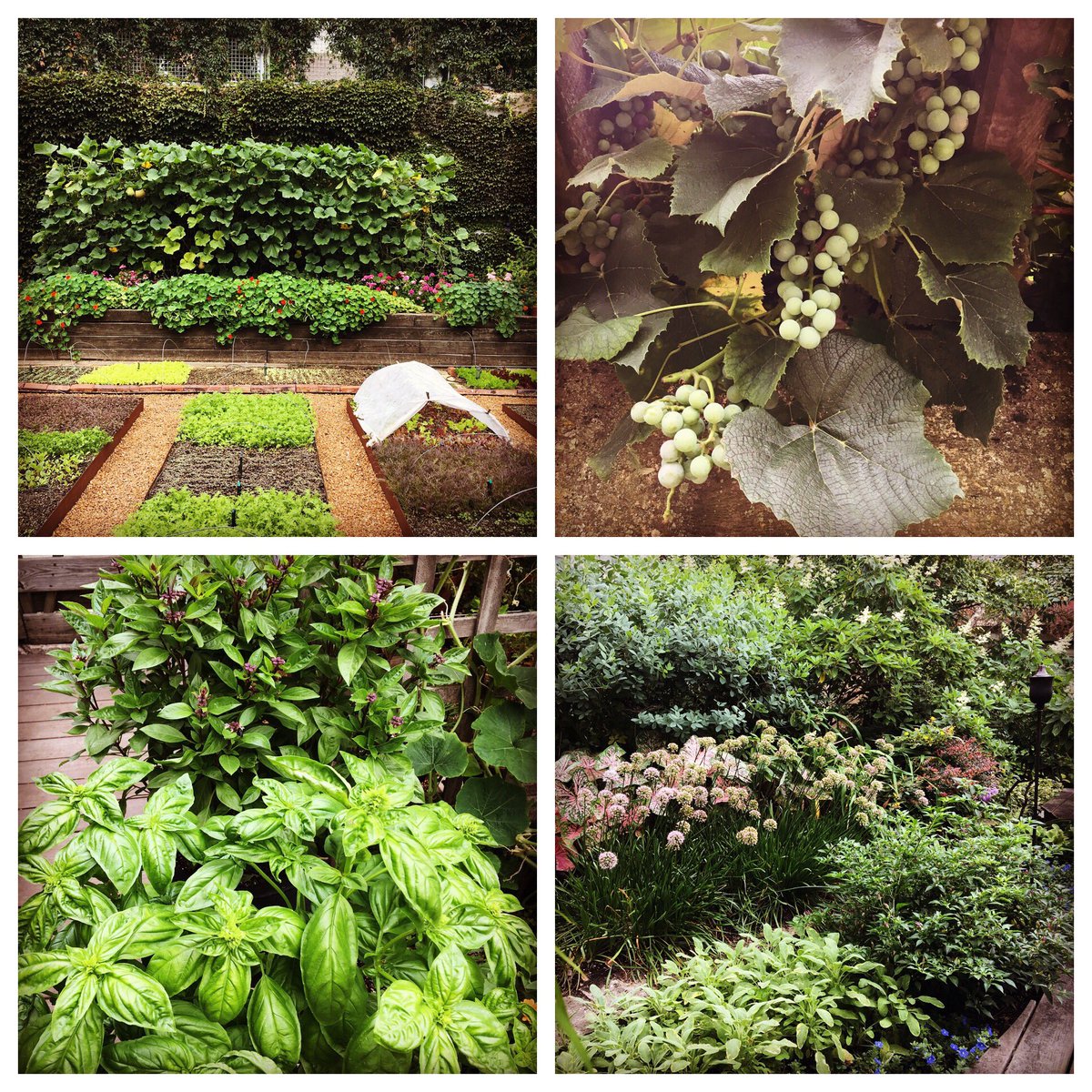Rick_Bayless's tweet photo. My garden, my happy place https://t.co/mlxwMIv1SU