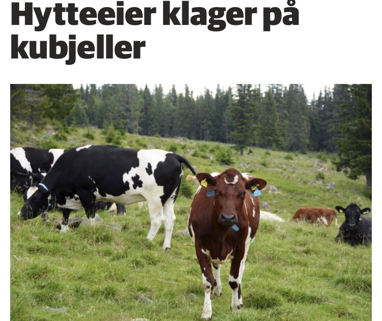 Slattkarn's tweet photo. Må være en riking fra byen detta!Send gjerne hele bølingen hit, savner lyden og synet av krøtter i fjellheimen. #krøtter #setring #lokking https://t.co/2kQabp9x1U
