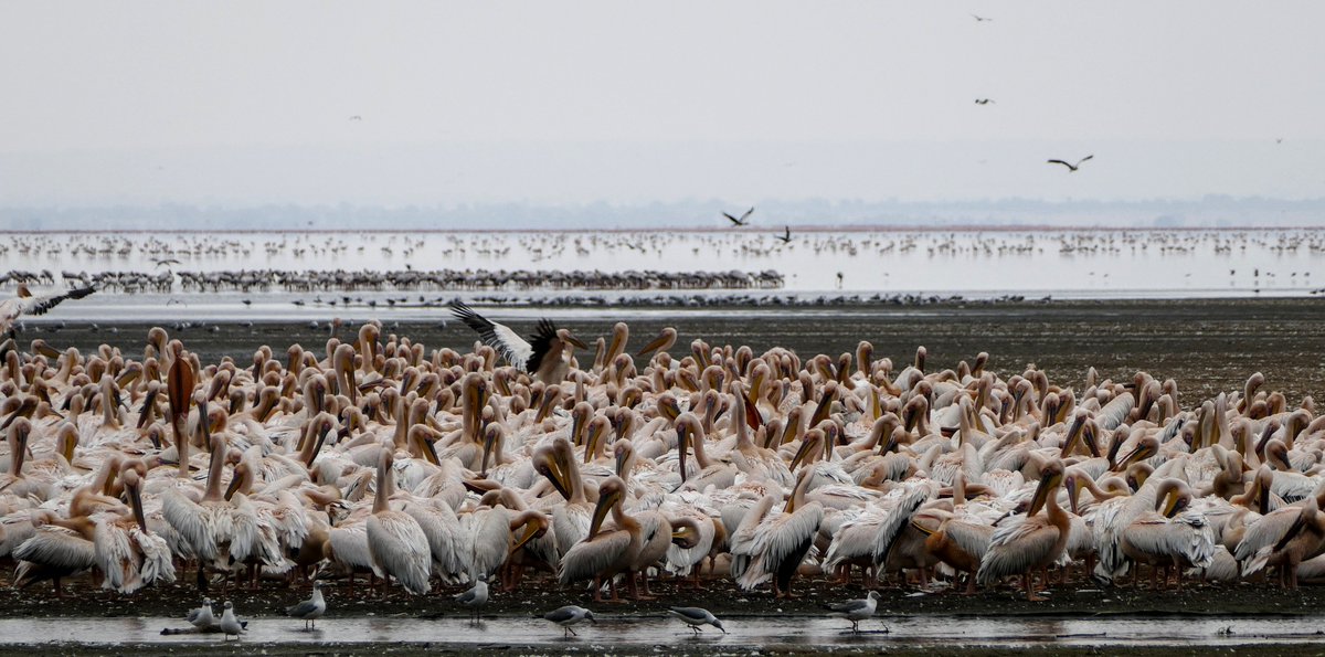 SafariInfinity's tweet photo. A myriad of great white pelicans gathered in Lake Manyara national park. Thank you Sandy B. for sharing this! https://t.co/Ku9uVF7XWH