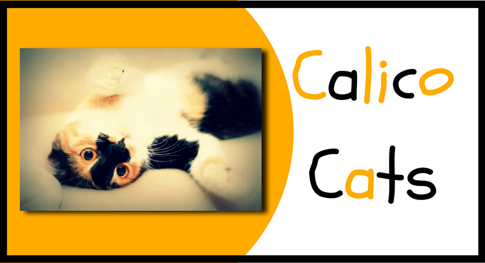 GifterGrid's tweet image. Awesome gift ideas for those that love Calico cats! #calicocats #calicosrule giftergrid.com/calico-cat-the…